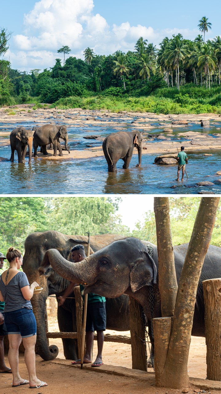 Pinnawala Elephant Orphanage Audio Guide