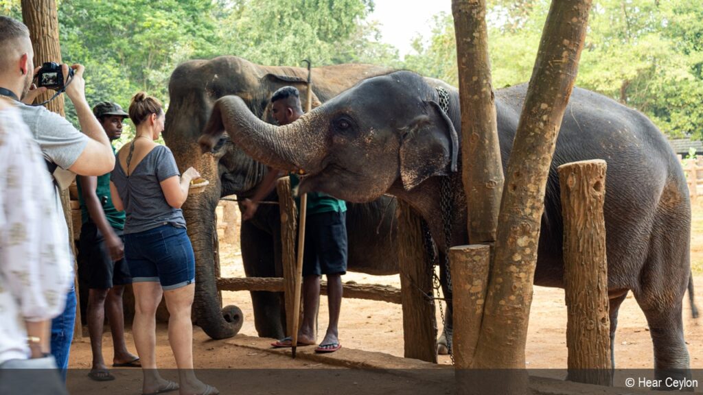 A visitor feeding an elephant under the supervision of carers 